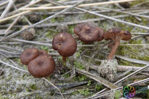 Omphalina pyxidata